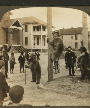 Acrobats far from their mountain home -- grizzly bears in a street at Jacksonville, Florida. [1905] 1870?-1906?