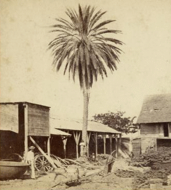 The Date Palm [ca. 1865]