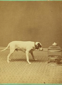 [Studio view showing a dogs with a bird in a cage.] 1865?-1905?