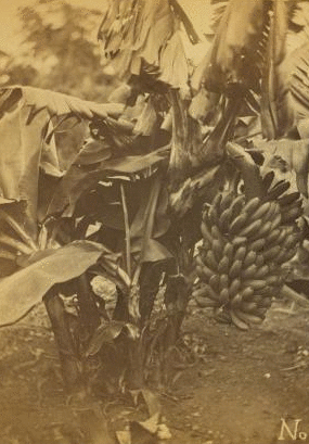 Dwarf bananas. 1870?-1910?