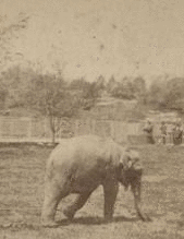 Elephant in Central Park. [1865?-1901?]