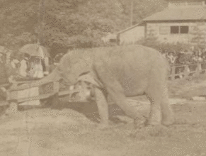 Central Park, [elephant]. [1865?-1901?]