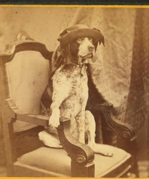 [Studio portrait of a dog in a chair wearing a hat.] 1862?-1885?