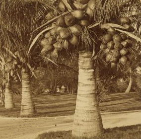Cocoanut [coconut] trees in the white sands of Florida, U.S.A. 1870?-1910?