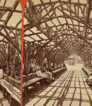 Vine clad arbor (interior)