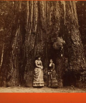 [Two Women standing in front of tree.] 1867-1874 1867?-1874?