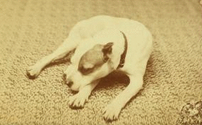 [Studio portrait of a dog.] 1865?-1905?
