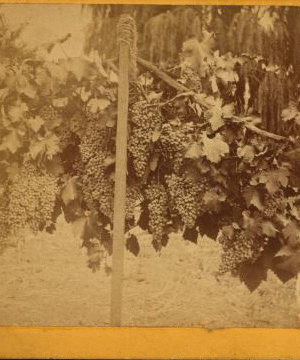 Mission grapes. ca. 1875