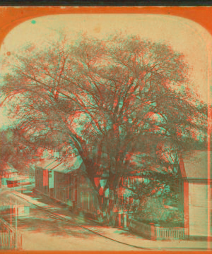 [View of a residential street dominated by a large tree.] 