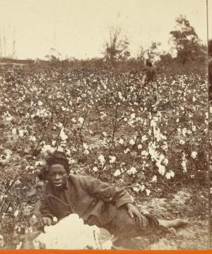Picking Cotton [ca. 1870]