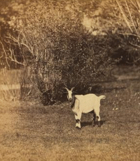 [View of a goat.] 1860?-1869?