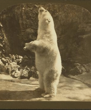 Polar bear (Ursus maritimus), Zoo, Lincoln Park, Chicago. 1865?-1900? 1911?
