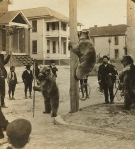 Acrobats far from their mountain home -- grizzly bears in a street at Jacksonville, Florida. [1905] 1870?-1906?