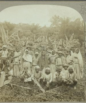 Group of coolies, Jamaica. 1899