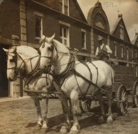 A champion team of Percheron draft horses at work on an Indiana stock farm. 1865?-1925? ca. 190-