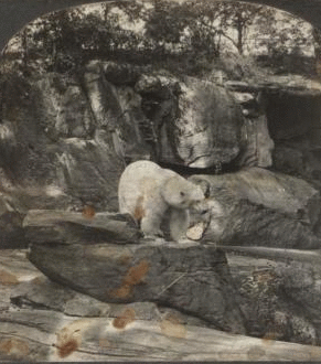 Polar bear, Bronx Park, New York City. [1860?-1915?]