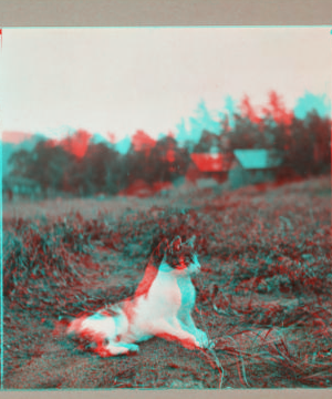 [Cat sitting in a field.] 1915-1919 1918