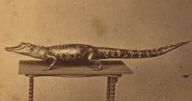 [Studio photograph of an alligator on table.] 1867?-1885? [ca. 187-]