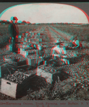 Harvesting onions, truck farming, near Buffalo, N.Y., U.S.A. [1865?-1905?] 1906