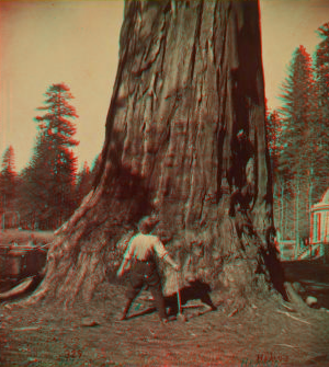 The Sentinel, 300 ft. high, 69 ft. in circumference. Calaveras Grove,. 1867?-1874?