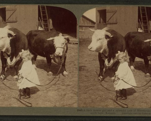 A little farmer girl and a splendid pair of Herefords -- bull and cow -- stock farm, Kansas. 1868?-1906? 1903