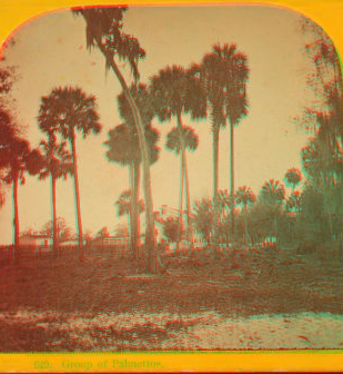 Group of Palmettos. [ca. 1865] 1868?-1910?