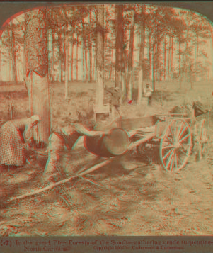 In the great pine forest, collecting turpentine, North Carolina. 1865?-1903