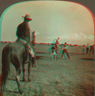 Method of Throwing a Cow - on the Palodoro Ranch, Palodura, Texas, U.S.A. 1865?-1915? 1905