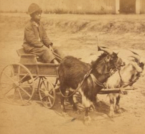 A stylish Virginia turnout, U.S.A. [showing African American boy in goat cart]. 1865?-1896?