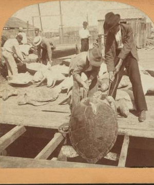 Shipping green turtle, Key West, Fla. 1860?-1900? 1898