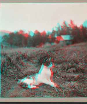 [Cat sitting in a field.] 1915-1919 1918