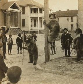 Acrobats far from their mountain home -- grizzly bears in a street at Jacksonville, Florida. [1905] 1870?-1906?