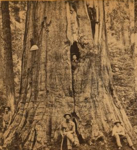 Big Tree - Wm. Cullen Bryant, near view. Calaveras Group. ca. 1864?-1874? 1864?-1874?