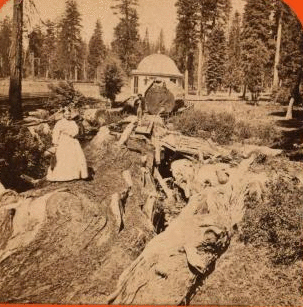 The Original Big Tree ; 250 feet from the stump, 335 feet long, Mammoth Grove, Calaveras County. ca. 1864?-1874? 1864?-1874?