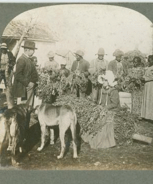 Harvesting peanuts, Marianna, Ark. [ca. 1900]