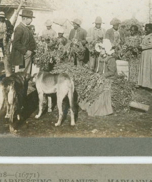 Harvesting peanuts, Marianna, Ark. [ca. 1900]