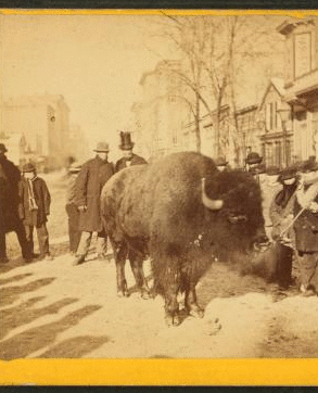 Buffalo Indian chief. [Plooking at a buffalo on an unidentified street.] 1865?-1915?