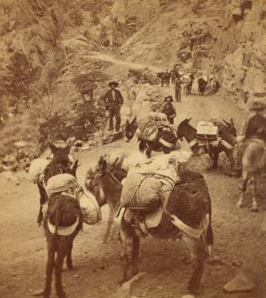 R. C. Luesley's burro pack train, in a mountain pass, loaded with merchandise for his store at Silverton, San Juan. 1870?-1898