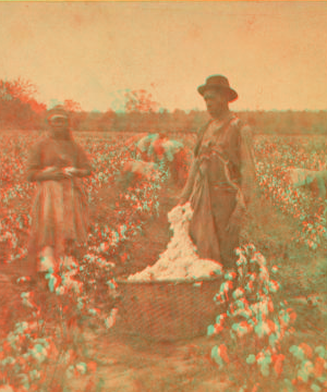 Cotton field. 1870?-1885?