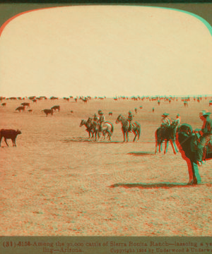 Among the 30,000 cattle of Sierra Bonita Ranch, lassoing a yearling, Arizona. 1864-c1903