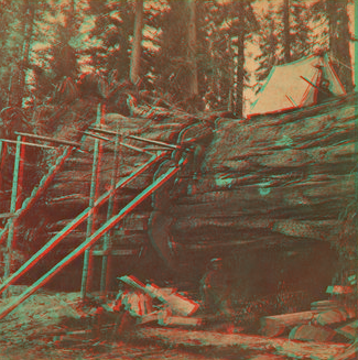 Cutting off section of big tree, (78 feet circum.) Fresno Co. 1868?-1872? 1870