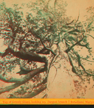 Top of Grizzly Giant, looking up,(largest branch 7 feet diam) Mariposa Co. ca. 1870 1870