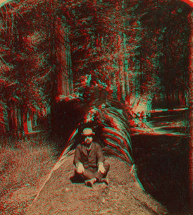 The Fallen Monarch (24 feet in diameter), Mariposa Grove, California, U. S. A. 1894 1867?-1902