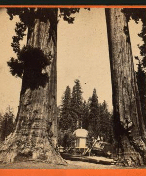 Section of the Big Tree, 30 feet in diameter, and House over the Stump, from the Sentinels. ca. 1864?-1874? 1864?-1874?