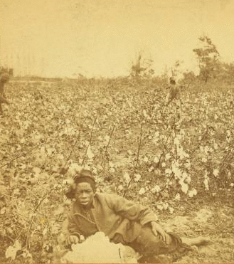 Plantation Scene. Picking cotton. [Woman resting in the field.] 1868?-1900?