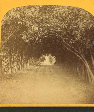 Mr. Ball's orange grove, St. Augustine, Fla. [ca. 1865] 1868?-1895?