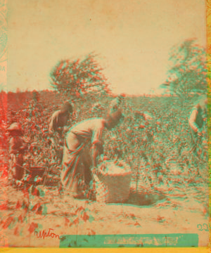 [Picking cotton.] 1867?-1895?