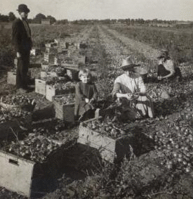 Harvesting onions, truck farming, near Buffalo, N.Y., U.S.A. [1865?-1905?] 1906