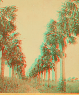 Palmetto Avenue, Fort George Island, Florida. [#481] 1865?-1890?