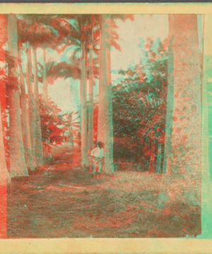 Palm Avenue leading to "Morne Jaloux," the former residence of the Hero of Grenada. [ca. 1865]